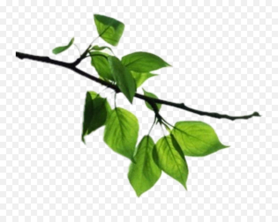 Image V - Apple Tree Branch Png,Tree Branches Png