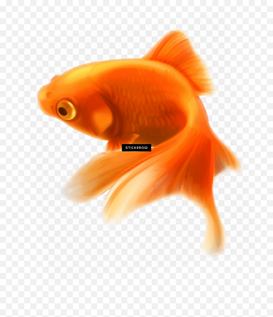 Download Ocean Fish Pic - Gold Fish Icon Png,Ocean Fish Png