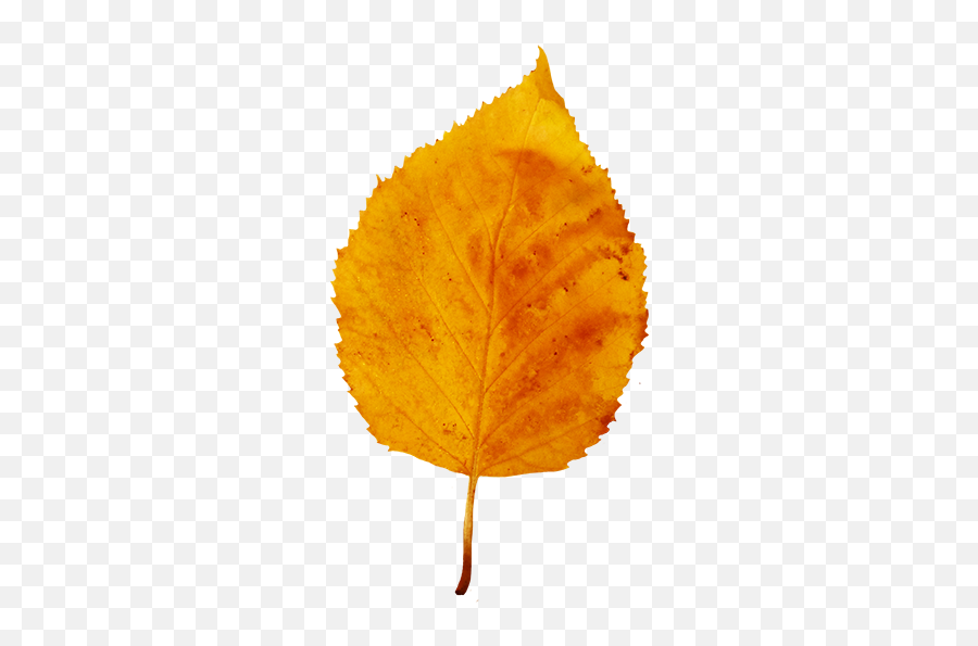 1080 Uhd Autumn Leaf Clipart Pack 5875 4570book - Fall Small Leaf Png,Fall Leaf Transparent