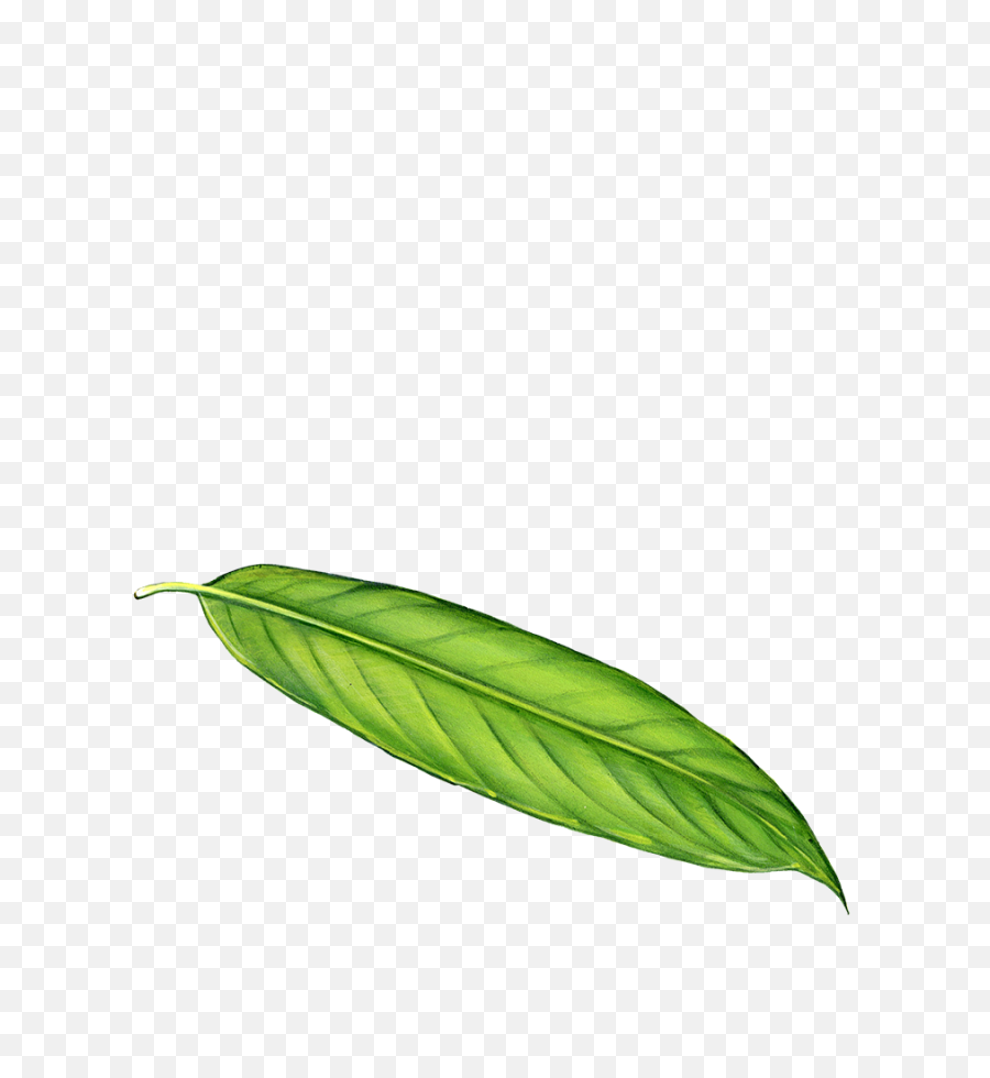 Long leaves. Лонг лист. Leaf breathing. Long Leaf PNG. Leaf Blower PNG.