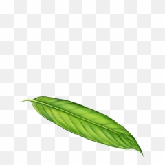 Download Hd Long Leaf Png