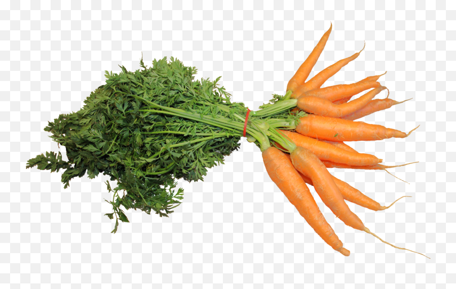 Fresh Carrot - Fresh Carrots Png,Carrots Png