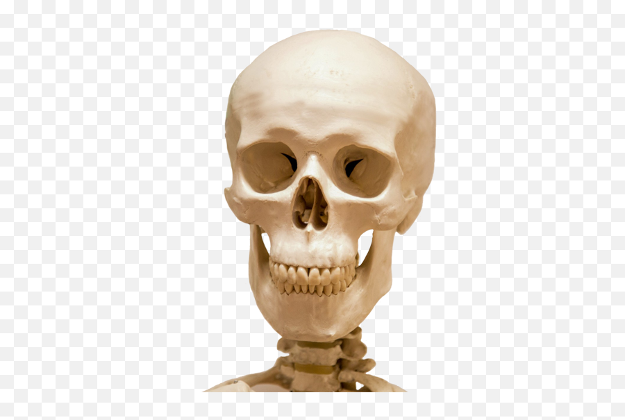 Cool Skull Clip Art And Funny - Skull Skeleton Png,Skeleton Png
