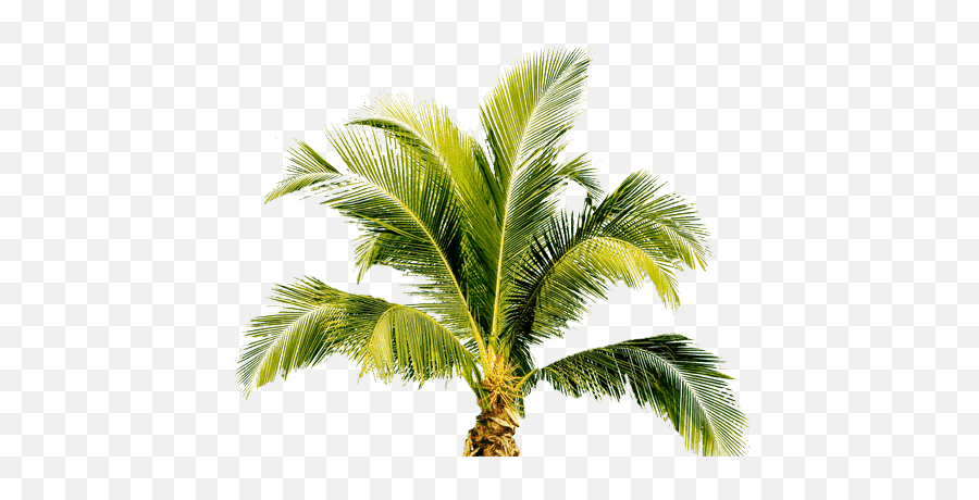 Palm Tree Png Image 2494 - Free Palm Tree Png,Palm Png