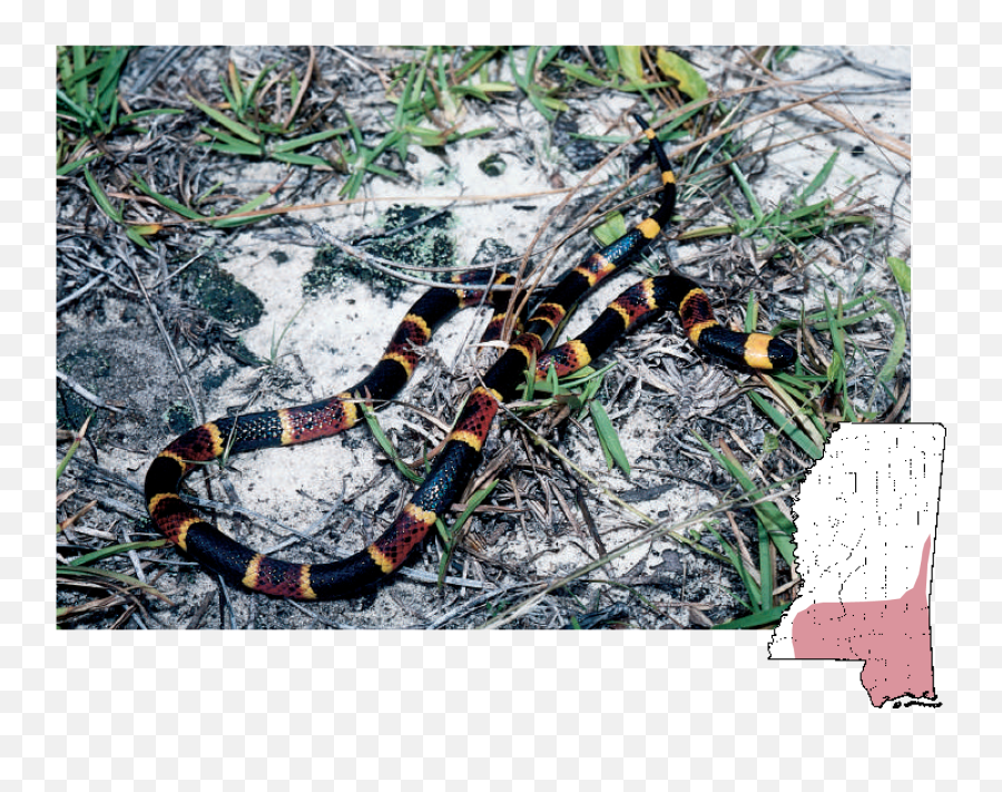 Mdwfp - Venomous Snakes Of Mississippi Mississippi Poisonous Snakes Png,Snake Scales Png