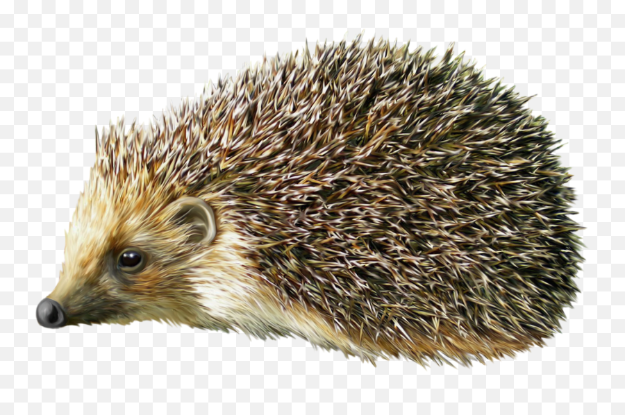 Hedgehog Png - Porcupine Png,Hedgehog Transparent Background