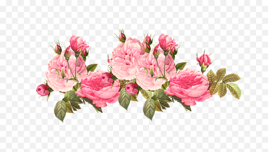 Flowers Flower Flor Flores Floral Roses Rose - Pink Transparent Pink Flower Png,Rose Transparent