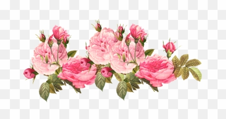 Flowers Flor Flores Floral Roses - Pink Transparent Flower Png