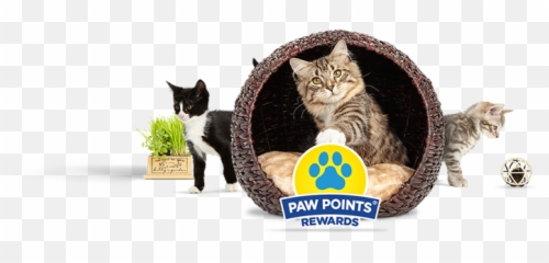 Paw Points Free Cat Rewards Litter Fresh Step - Adoption png