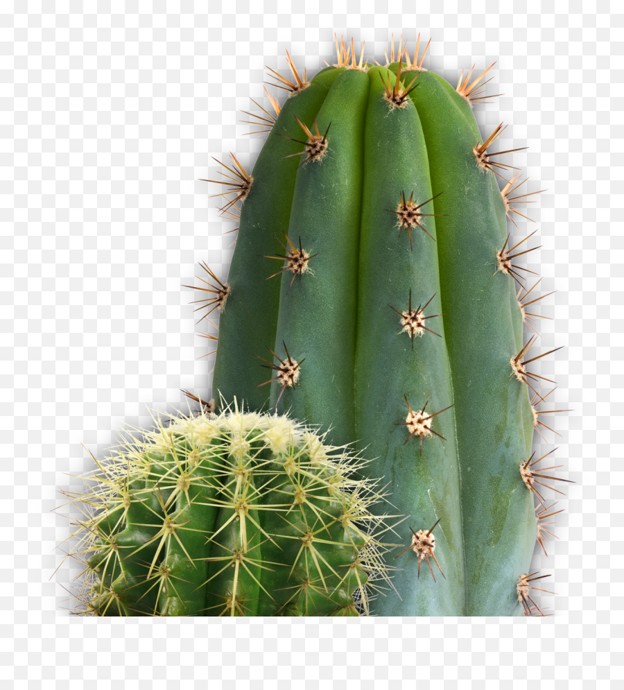 Cactus Clipart Png File - Being Negative Only Makes A Journey More Difficult,Cactus Clipart Png