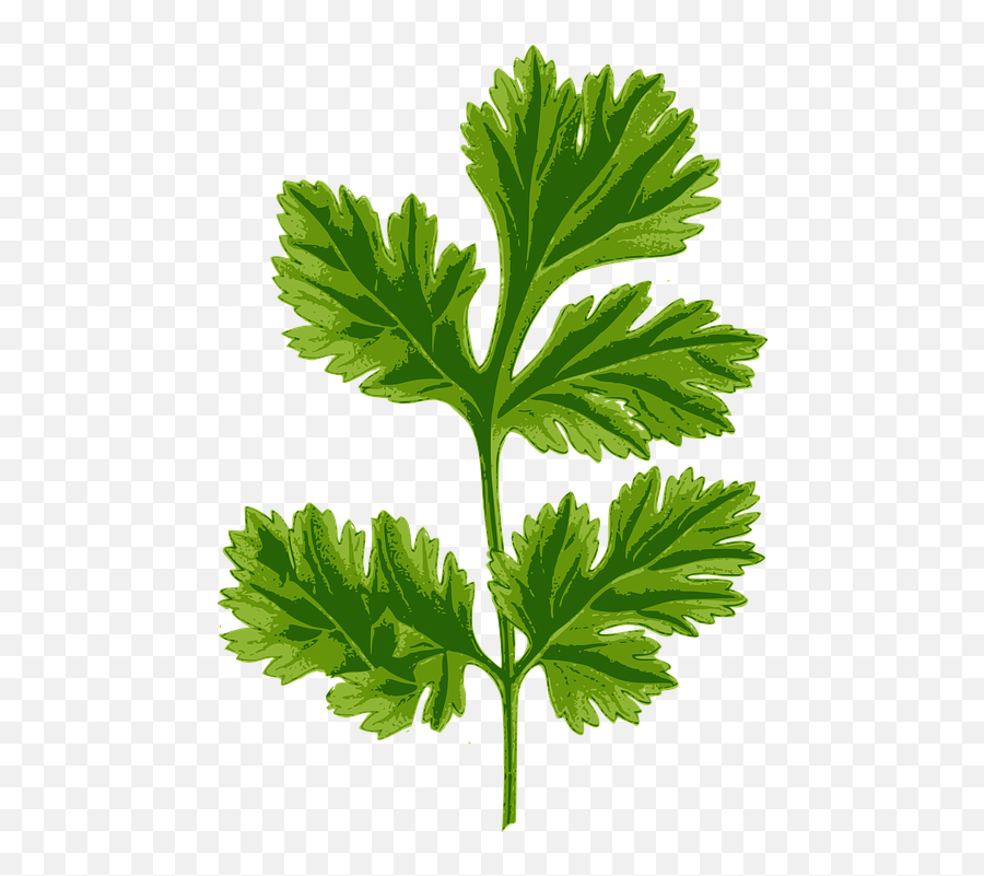 Cilantro Cooking Coriander - Coriander Drawing Png,Cilantro Png