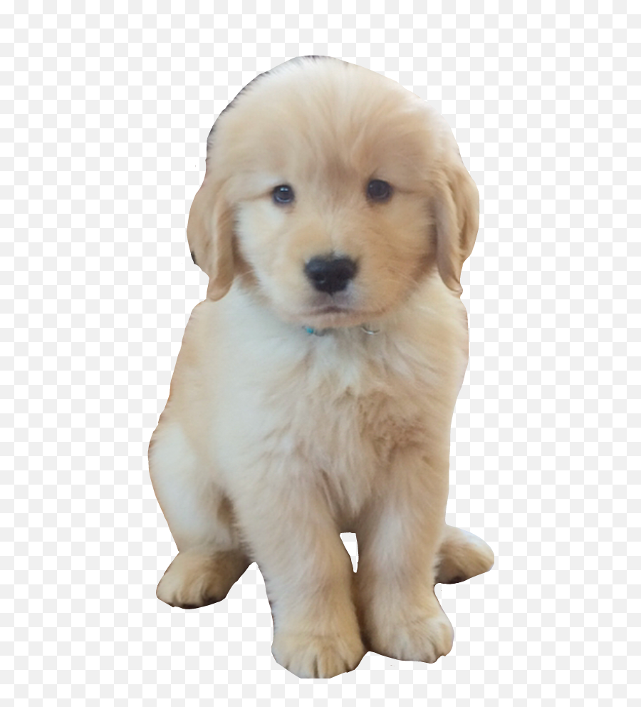 Golden Retriever Puppy Png - Freetoedit Dog Dogs Doggy Companion Dog,Golden Retriever Transparent Background