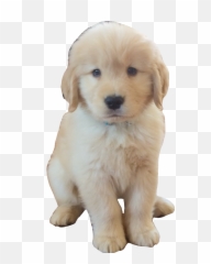 Golden Retriever Puppy Png - Freetoedit Dog Dogs Doggy Companion Dog,Golden Retriever Transparent Background