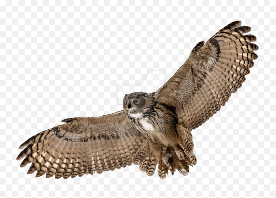 Download Hd Barn Owl Png Picture - Flying Owl Transparent Background,Owl Transparent Background