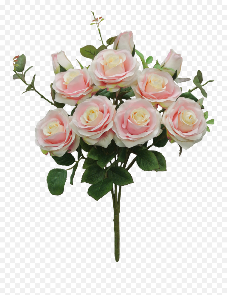 20 Rose Bud Bush Pink 10 - Garden Roses Png,Rose Bush Png