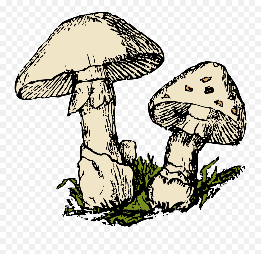 Two Mushrooms Png Clip Arts For Web - Fungi Clip Art,Mushrooms Png