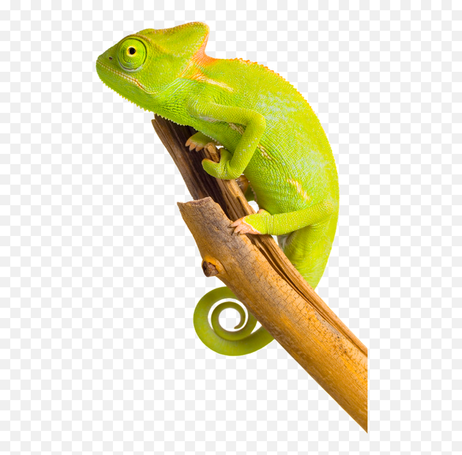 Download Free Png Chameleon Image - Ha Ha Ha Arabic,Chameleon Png