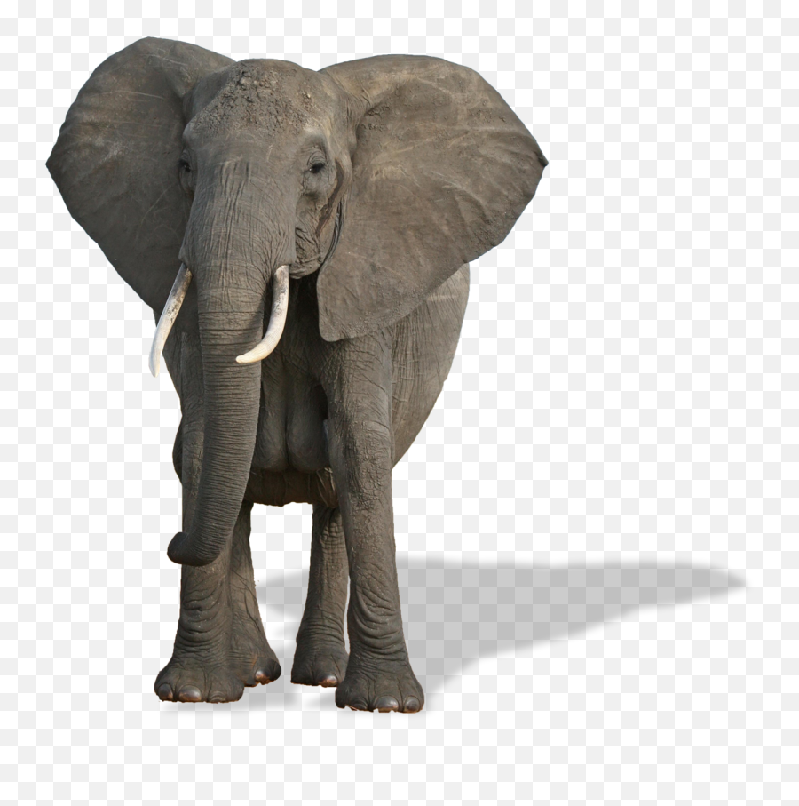 Download Elephants Png Free Pic - Jimmy The Elephant,Elephants Png