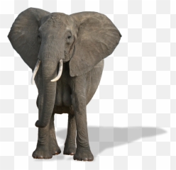 Download Elephants Png Free Pic - Jimmy The Elephant,Elephants Png