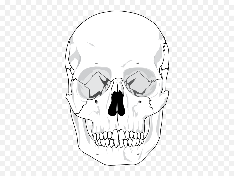 Human Skull Clip Art - Skull Diagram Png,Human Skull Png