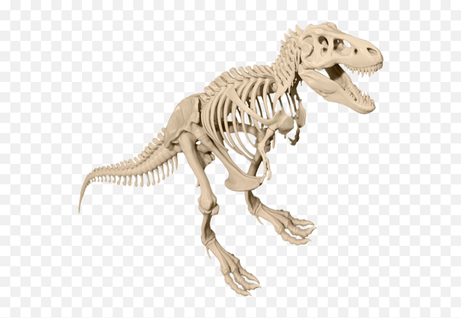T - T Rex Skeleton Png,Skeleton Png Transparent