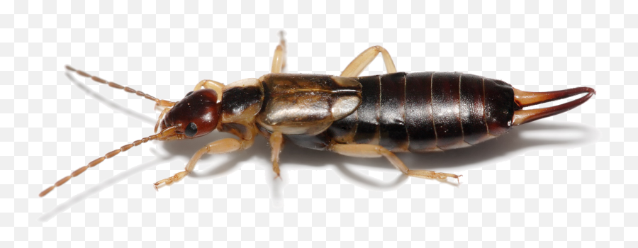 Fileearwig - Wikimedia Commons Earwig Bug,Transparent Bug