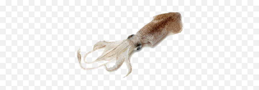 Squid Transparent Png - Do Squid Look Like,Squid Png