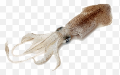 Squid Transparent Png - Do Squid Look Like,Squid Png