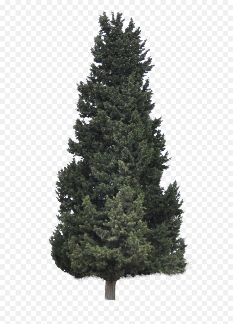 Download Hd Pine Forrest Png Clip Art - Coniferous Tree Png,Forrest Png