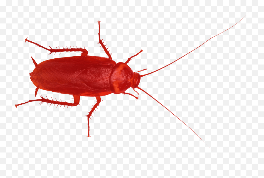 Red Cockroache Clipart - Full Size Clipart Red Cockroach Looking Bug Png,Cockroach Png