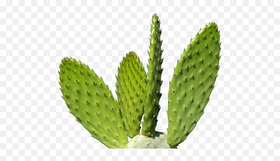 Download Free High Quality Cactus Png - Transparent Cactus Png,Cactus Transparent Background