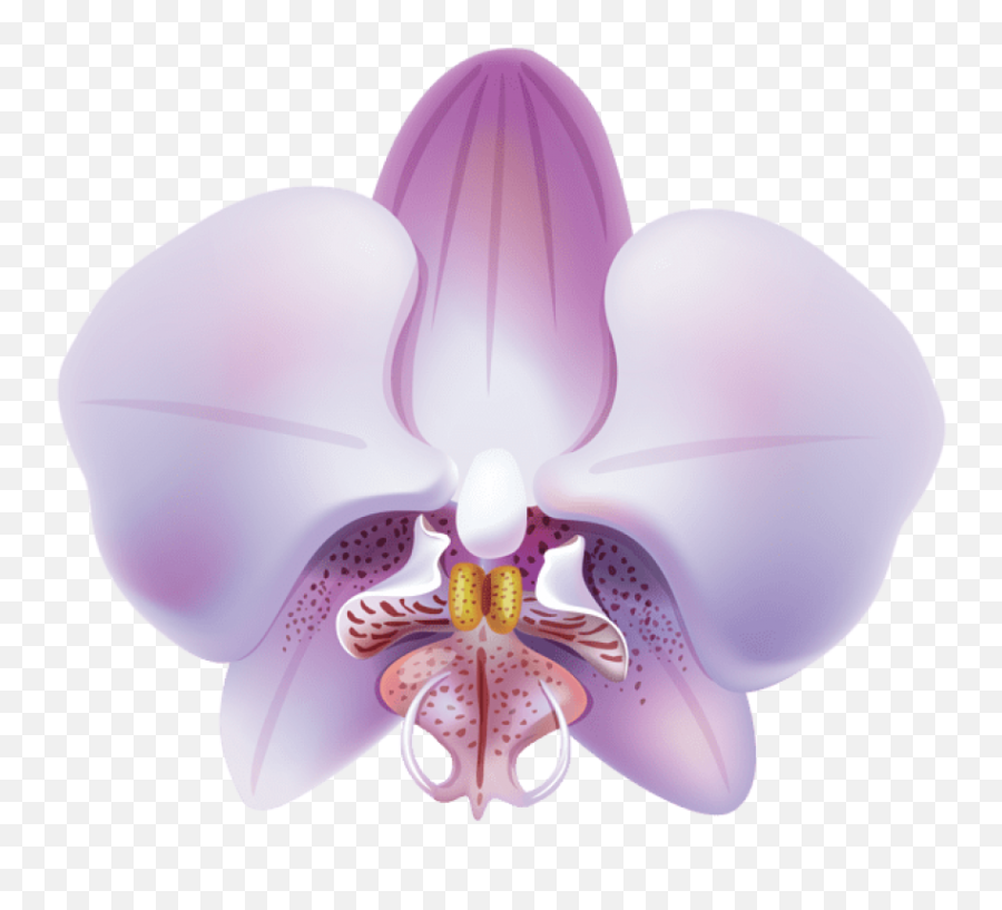 Orchid Png Images Background - Orchid Clip Art Transparent,Orchid Png