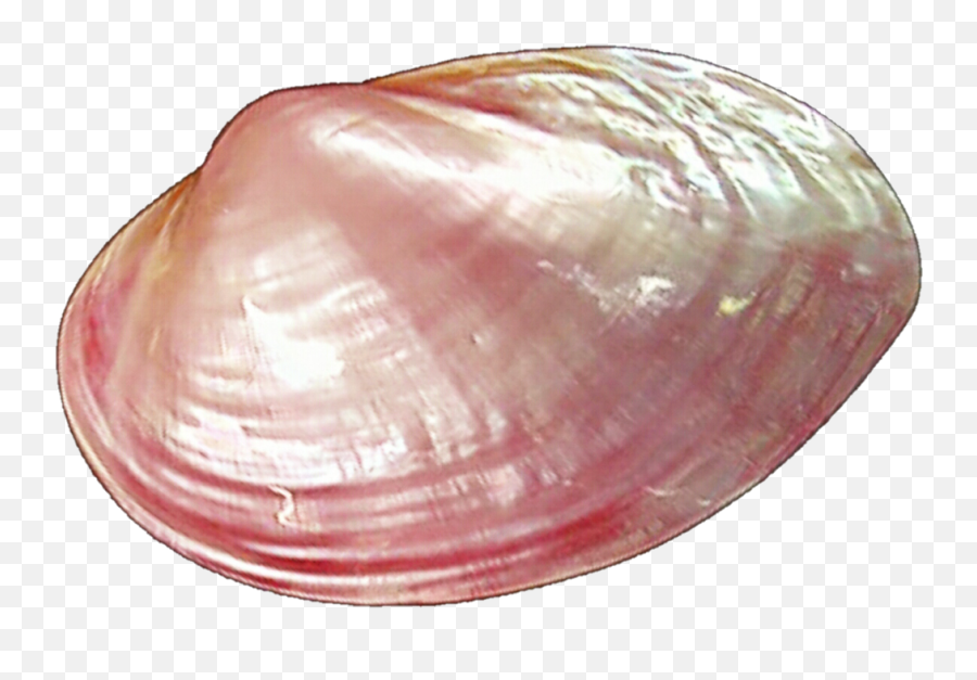 Clams Png Pic - Clams Transparent Background,Clam Png