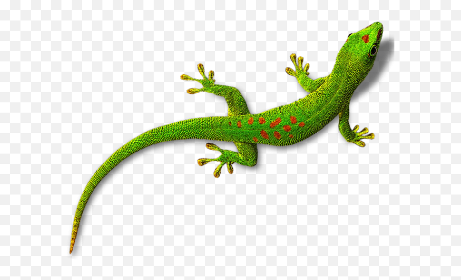 Download - Transparent Background Lizard Clipart Png,Lizard Transparent Background