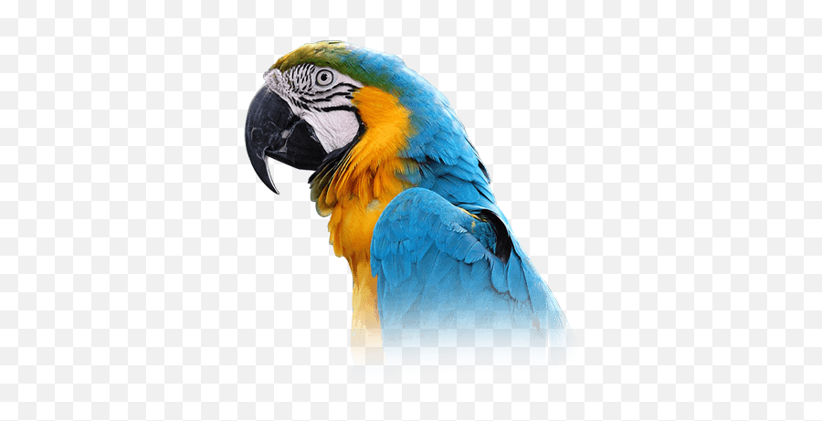 Macaw Personality Food U0026 Care U2013 Pet Birds By Lafeber Co - Blue Throated Macaw Png,Parrot Transparent Background