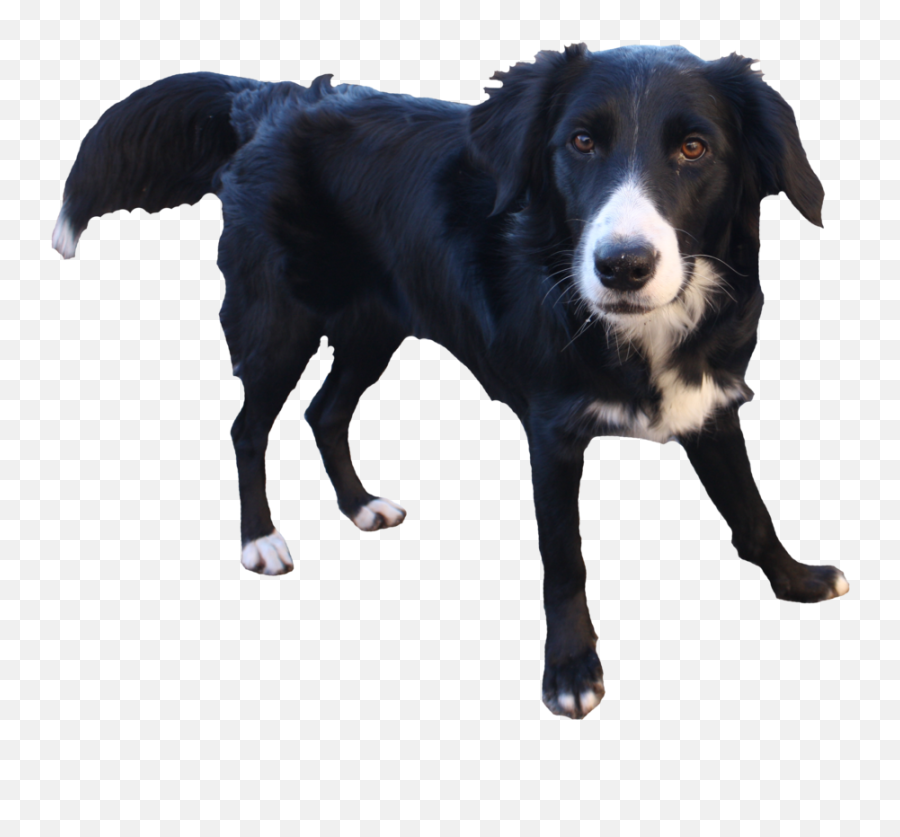 Pets Clipart Transparent Background - Transparent Background Border Collie Png,Dog Transparent