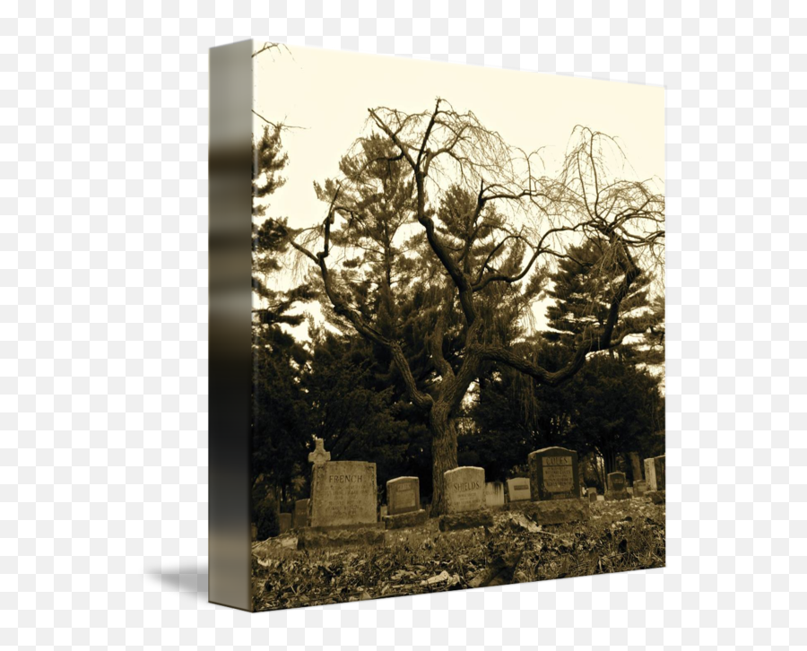 Creepy Tree By Simonne Defend - Cemetery Png,Creepy Tree Png