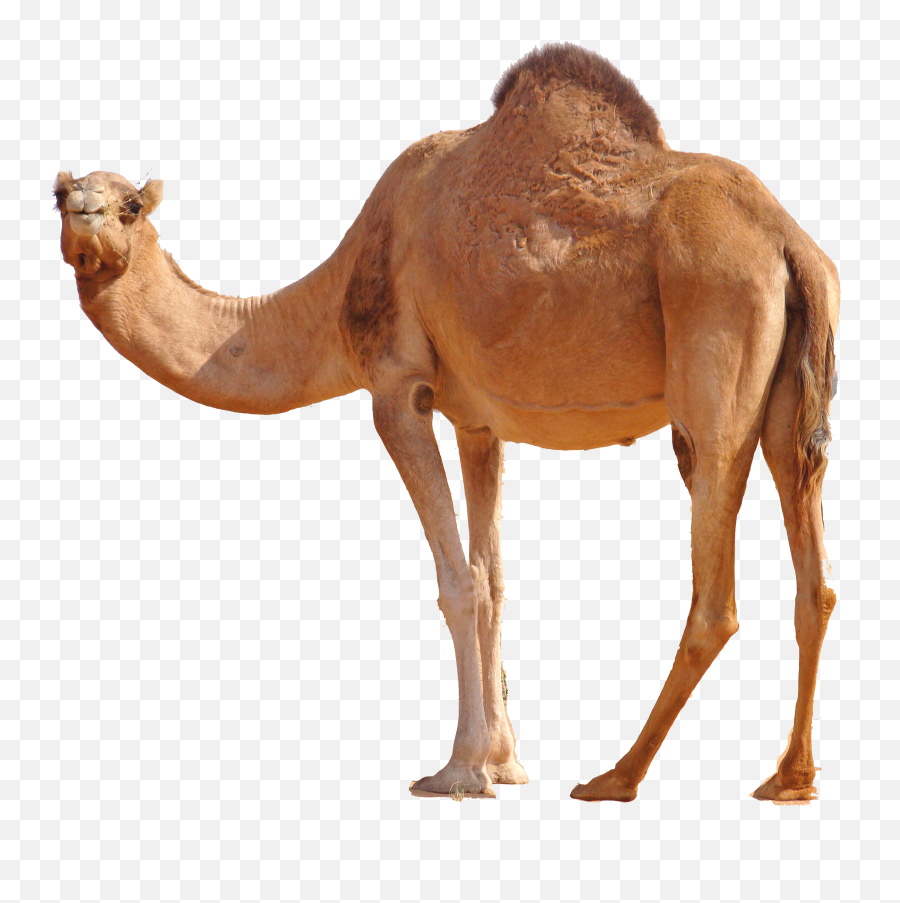 Camel Png Images - Camel Png,Camel Png