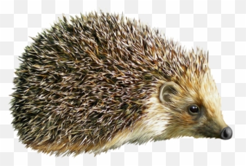 Cute Hedgehog Transparent Background - Png