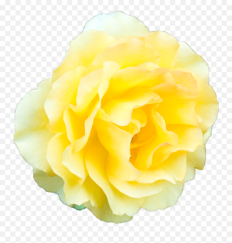 Yellow Rose Transparent Background Png Mart - Yellow Flower Transparent Background,Rose Transparent