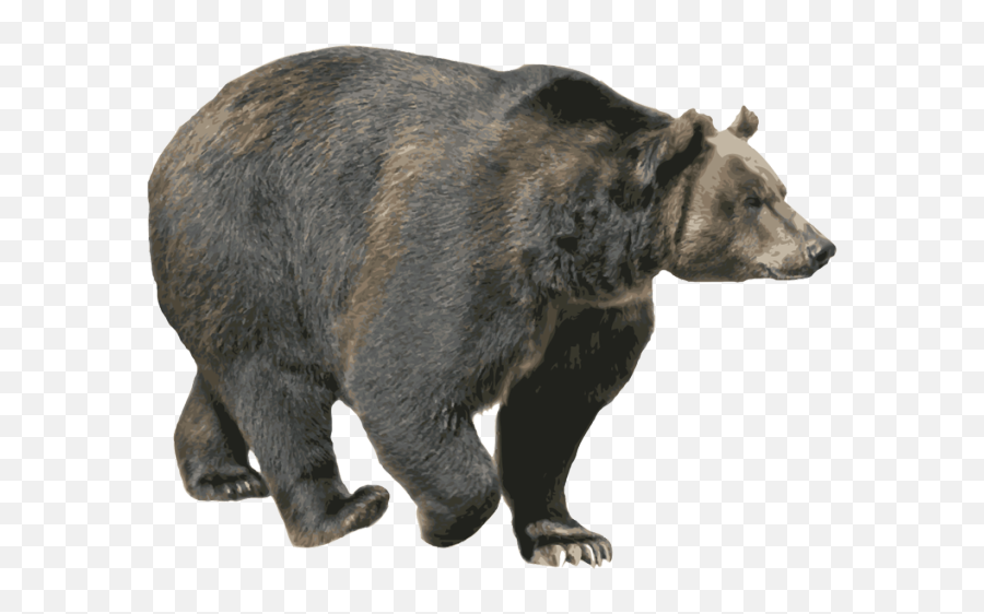 Free Png Images Download - Bear Images Without Background,Grizzly Bear Png