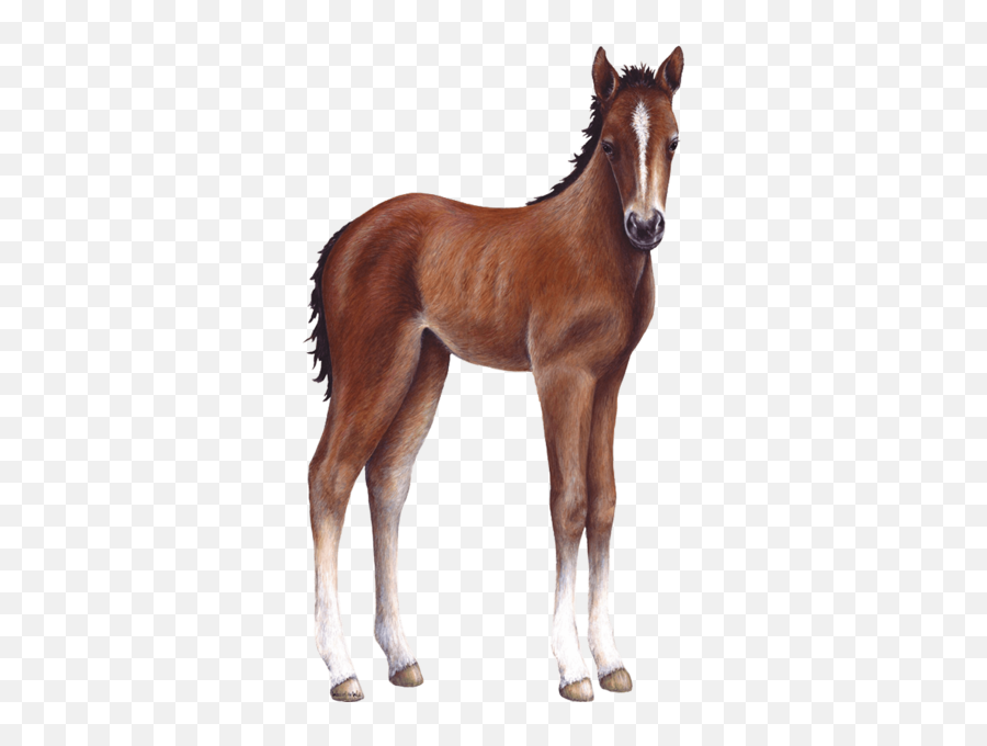 Download Foal Farm Animal Wall Decal Sticker - Baby Horse Png,Horse Transparent Background