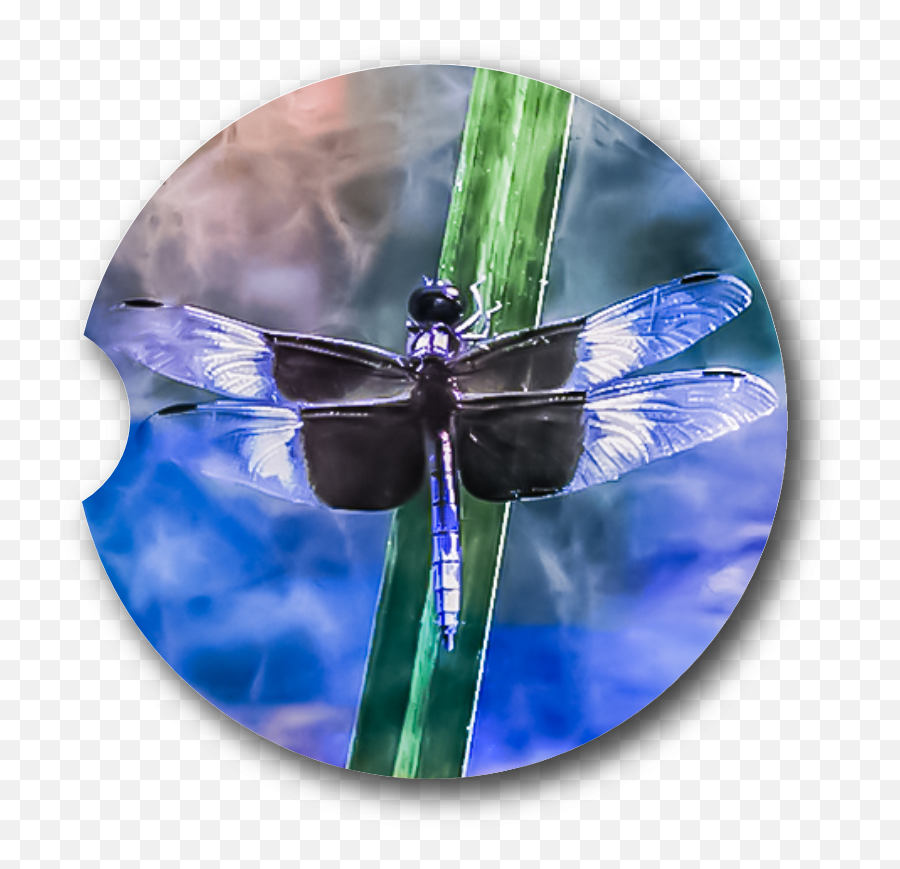 Dragonfly Sky - Sandstone Car Coaster Dragonfly Png,Dragonfly Transparent Background