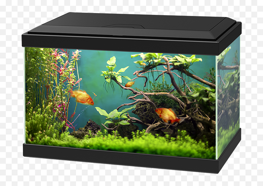 Aquarium Png Images Free Download - Golden Fish Aquarium Png,Fish Tank Png