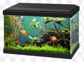 Aquarium Png Images Free Download - Golden Fish Aquarium Png,Fish Tank Png