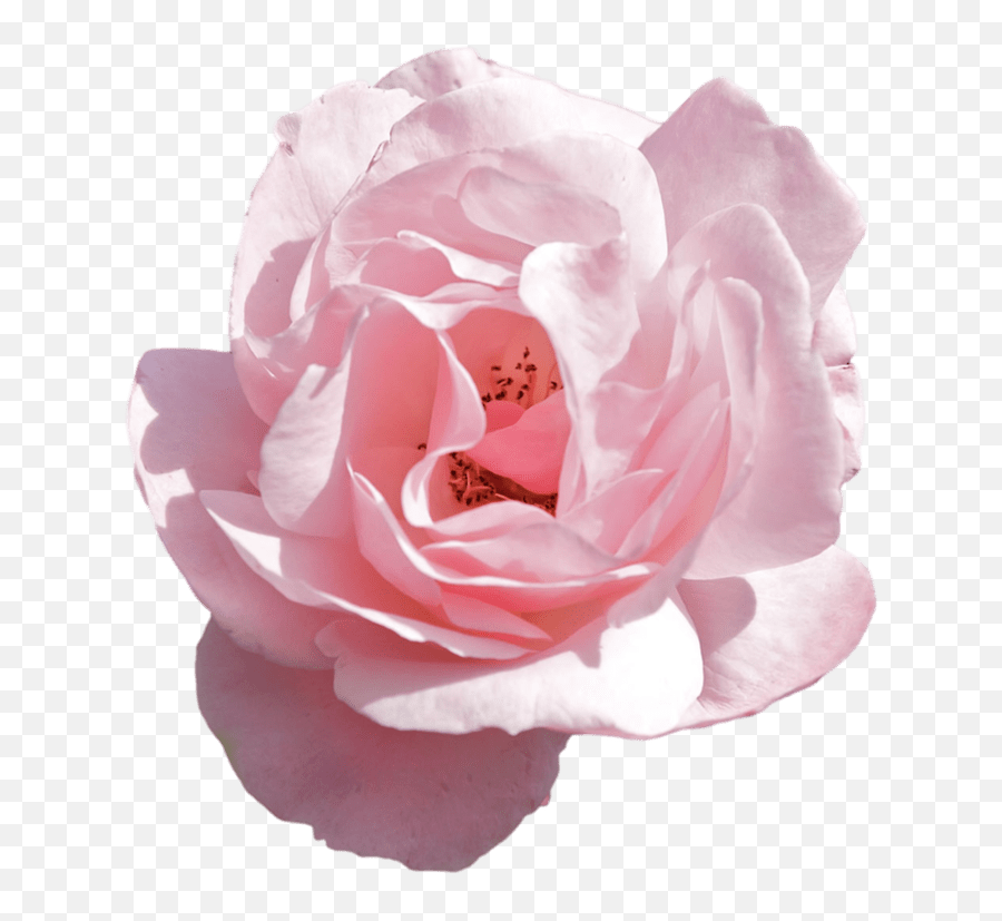 Aesthetic Flower Png - Transparent Flower Aesthetic Png,Pink Flowers Png