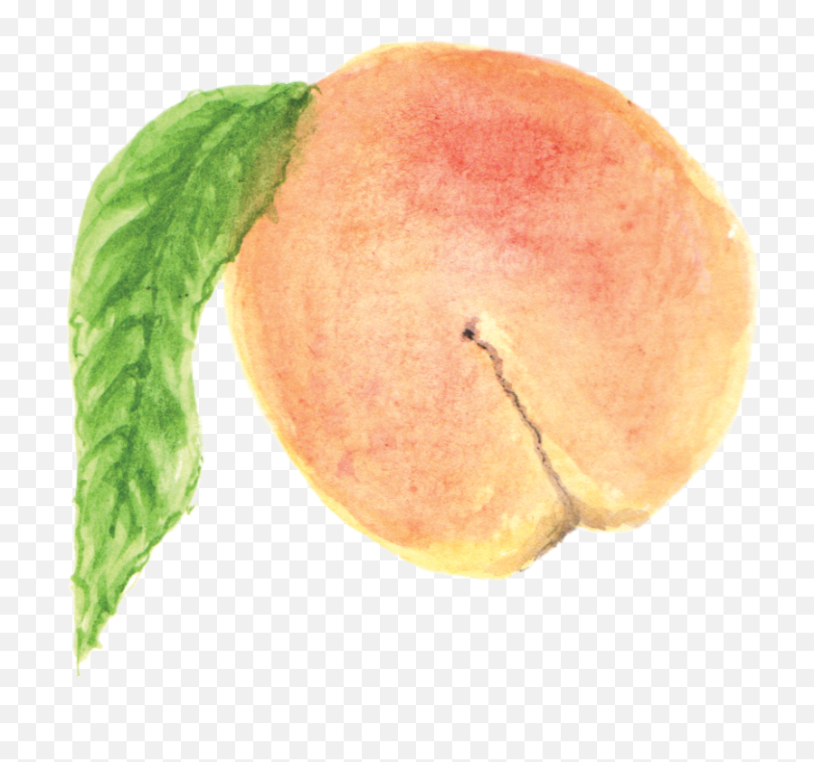 Peach - Watercolor Painting Png,Peach Png