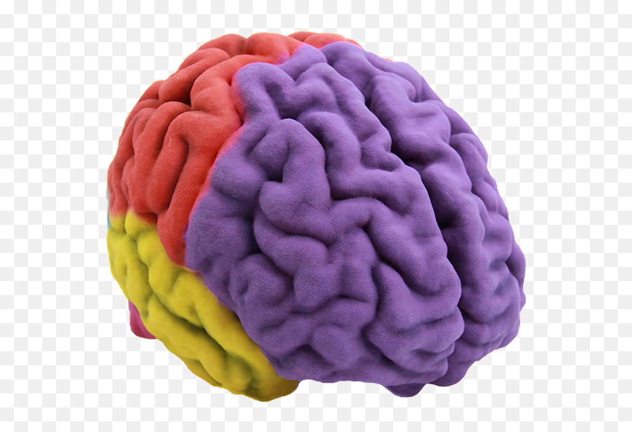 Human Brain 3d Printing Anatomy - Brain 3d Png,Brain Png
