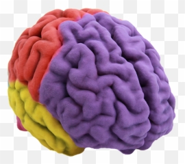 Human Brain 3d Printing Anatomy - Png