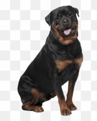 Rottweiler Png Images - German Shepherd Golden Retriever German Shepherd Labrador,Rottweiler Png